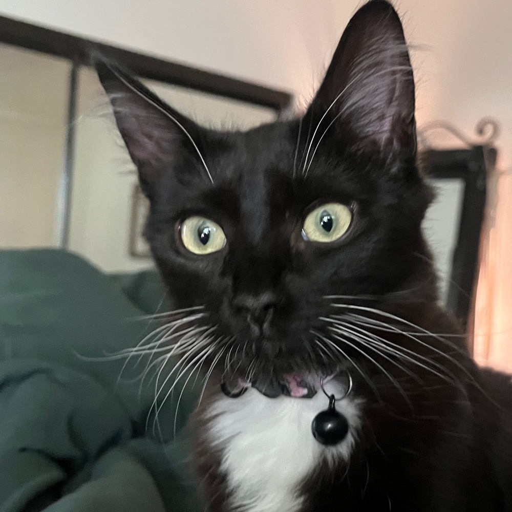 Meet your Posher, Estrella